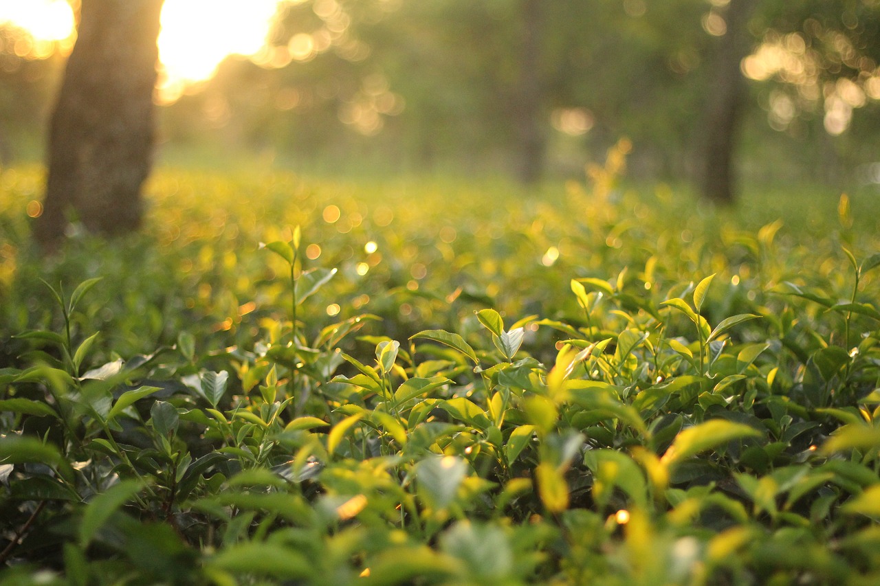 plantatie de ceai verde Sencha